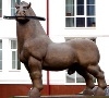 horse s