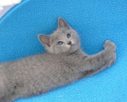 Котята_1