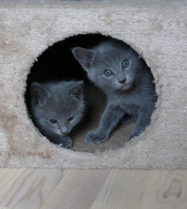 Котята_2