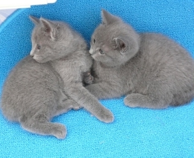 Котята_3