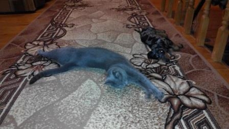 котипес