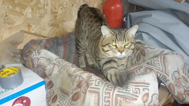 chak