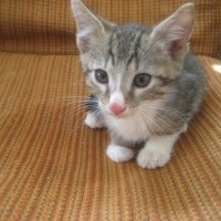 кот